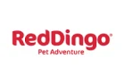 Red dingo