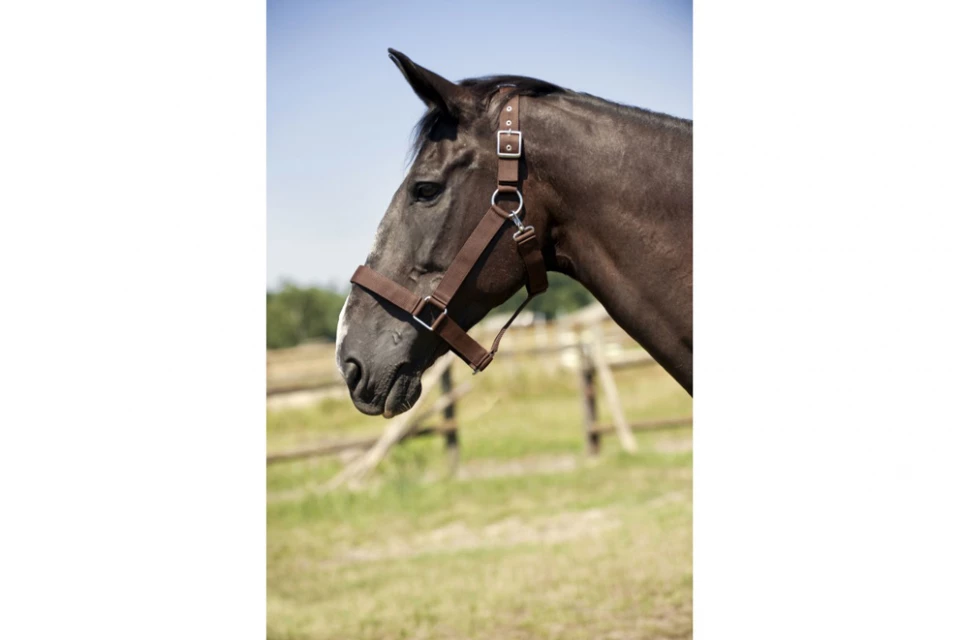man band Vaag Norton nylon halster voor trekpaard bruin | Online kopen | Verthus